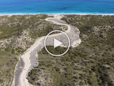 Plantrite Dune Revegetation