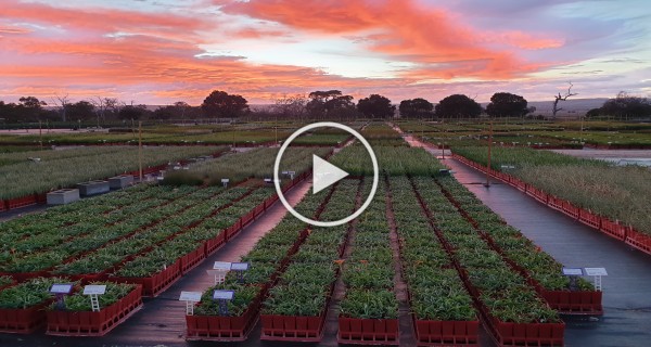 Sunset Plantrite nursery